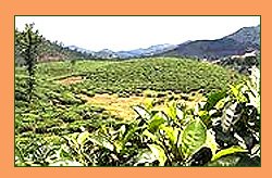 Anayirankal