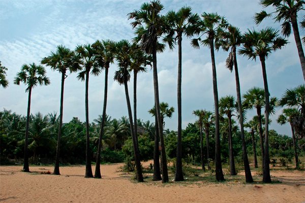 Aurobeach