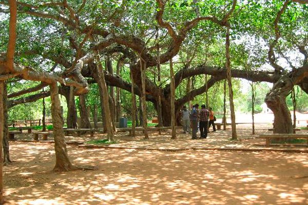 Auroville to Pondicherry