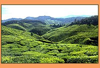 Devikulam 