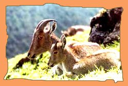 Nilgiri Tahr